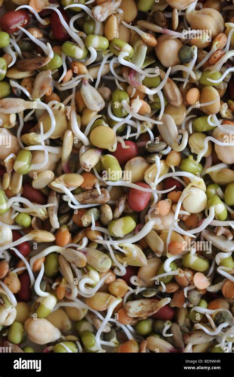 Sprouting seeds hi-res stock photography and images - Alamy