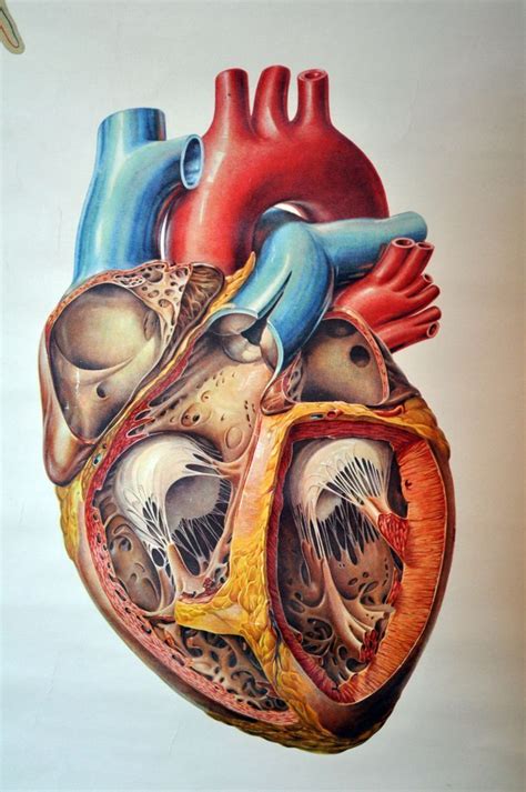 Anatomical heart is significantly more complex than valentine heart. #medical_illustration # ...