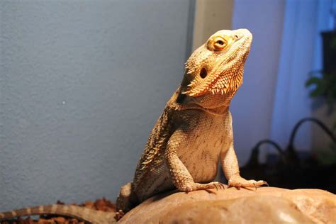 Bearded Dragons as Pets: Dangers, Cost to Buy One, and Ease of Care - Embora Pets