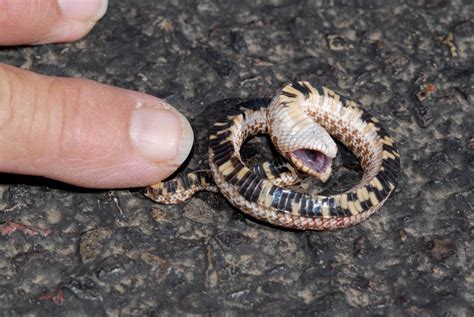 Why Do Hognose Snakes Play Dead? - Reptiles Magazine