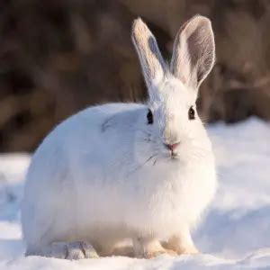 Snowshoe Hare - Facts, Diet, Habitat & Pictures on Animalia.bio