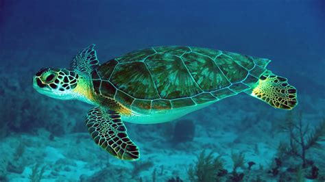 Download Animal Sea Turtle 4k Ultra HD Wallpaper