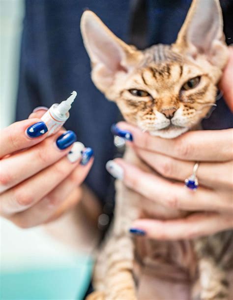 Cat Eye Infection Treatment: Tips on Administering Drops and Ointments ...