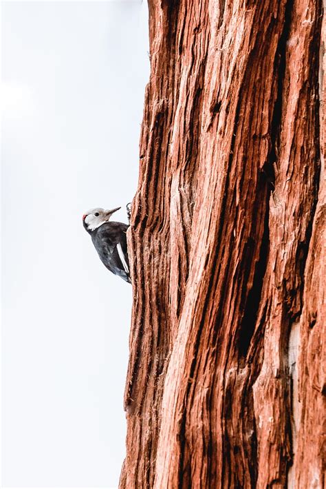 Woodpecker, bird, tree, bark, HD phone wallpaper | Peakpx