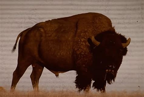 Bison Vs Buffalo | My Country 95.5