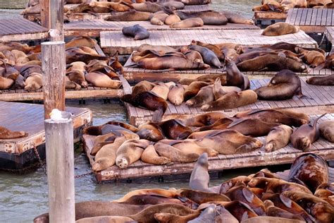 Protecting the Sea Lions at Fisherman's Wharf - City Experiences