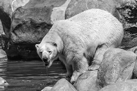 Polar Bear Swim | Can you spot the second polar bear? | Allo Bonjour ...