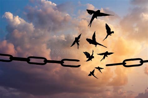 Freedom Concept. Silhouettes of Broken Chain and Birds Flying in Sky ...