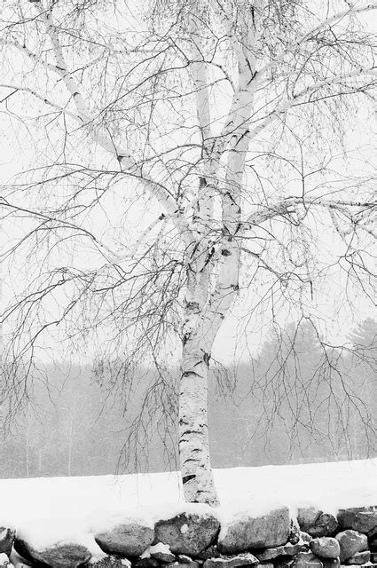 birch in snow | Tree photography, Winter trees, Snow