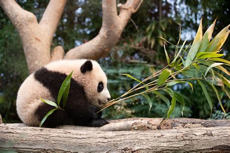 Baby_Panda_Fubao_03 | Baby Panda Fubao January 26, 2021 Ever… | Flickr