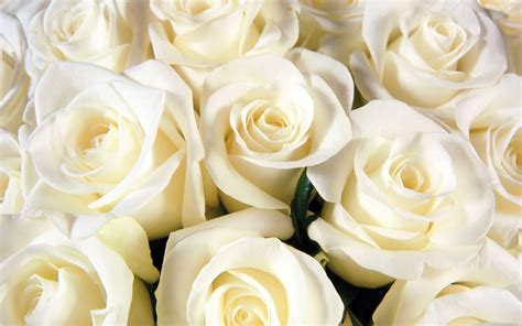 White Rose Wallpapers - Top Free White Rose Backgrounds - WallpaperAccess