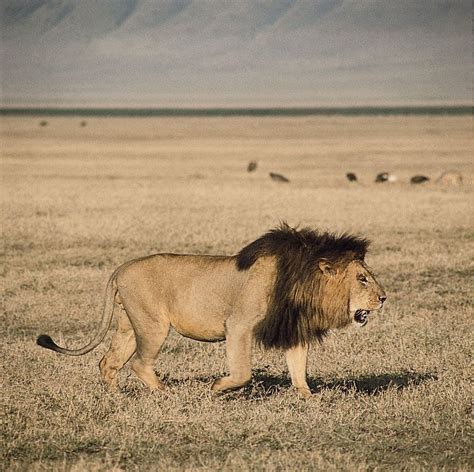 Lion pictures and videos