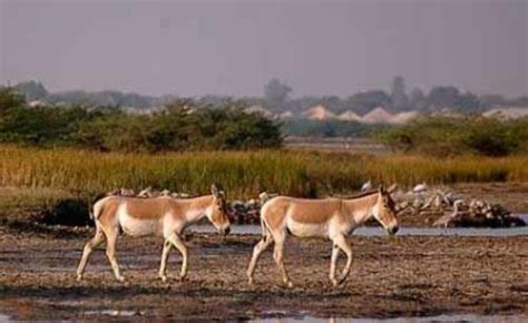 Kutch Desert Wildlife Sanctuary, kutch, India - Top Attractions, Things ...