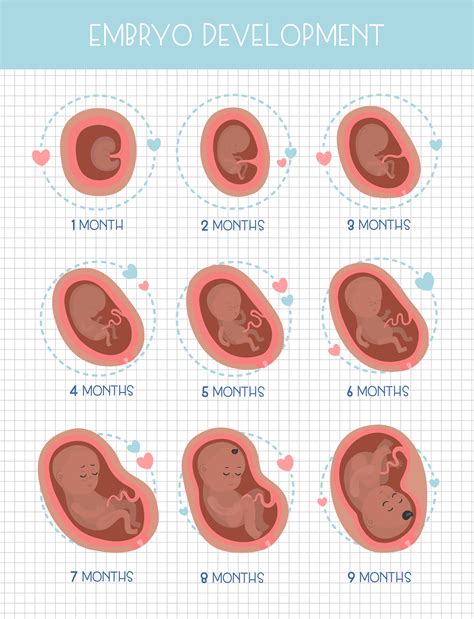 Pregnancy stages :: Behance