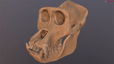 ArtStation - Gorilla Skull (Refined Scan) | Resources