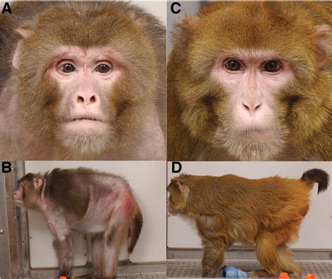 Caloric Restriction Delays Disease Onset and Mortality in Rhesus Monkeys | Science