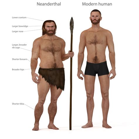 Neanderthal Vs Homosapien: Different Species Or Subspecies?