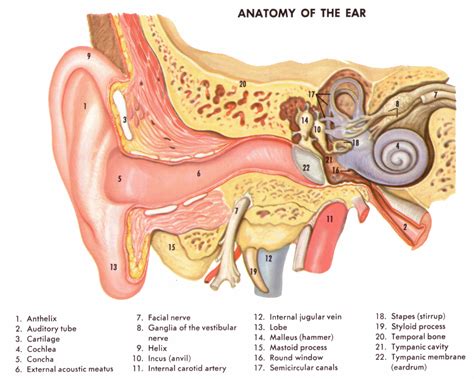 sensation - Can a human smell through the ears? - Biology Stack Exchange
