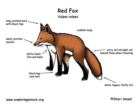 Fox (Red)