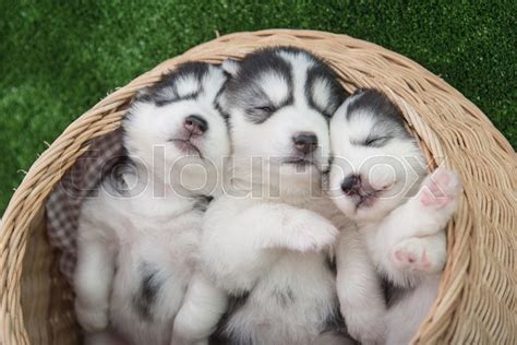 Cute siberian husky puppies sleeping in ... | Stock image | Colourbox