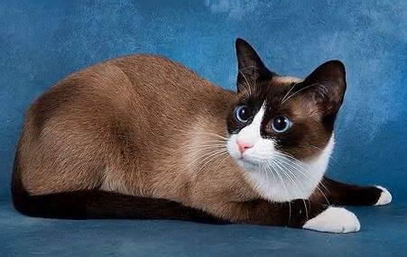 The Ultimate Guide On Ragdoll Snowshoe Cat - Animals Log