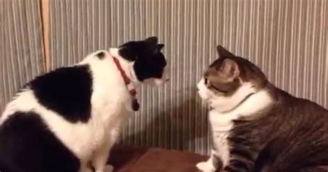 Cat-Staring Contest (VIDEO) | HuffPost UK Comedy