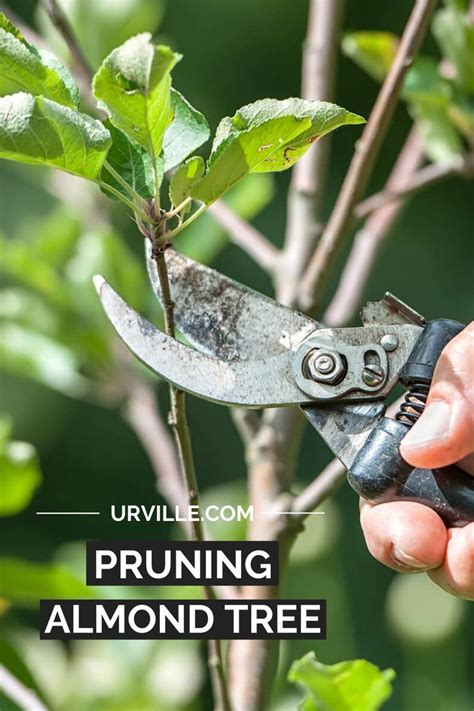 Pruning Almond Tree | Almond tree, Prune, Almont tree