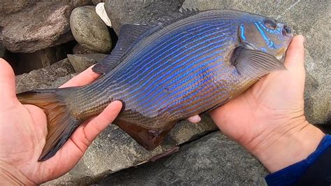 How To Catch & Cook Striped PERCH. Surf Perch Fishing Ocean Shores Jetty. - YouTube