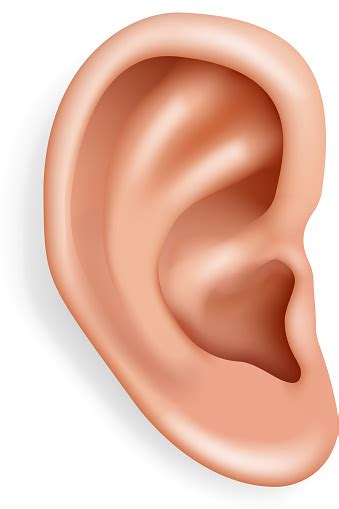 Human Ear Organ Hearing Health Care Closeup Realistic 3d Isolated Icon ...