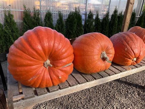 Big Max pumpkin 🎃 🌱 Discover how to grow giant, impressive pumpkins!