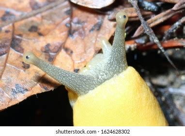 10.528 Slug Eyes Bilder, Stockfotos und Vektorgrafiken | Shutterstock