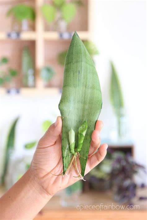 How to propagate Sansevieria ( aka Snake Plant) in water or in soil easily, by leaf cuttings or ...