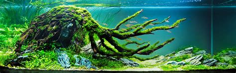 my all time favorite driftwood aquascaping | Aquário plantado, Aquários, Aquapaisagismo