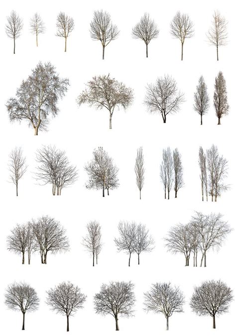 Architectural Drawings Tree | Landscape architecture graphics ...
