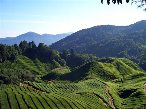 File:Tea fields (Will Ellis).jpg - Wikipedia, the free encyclopedia