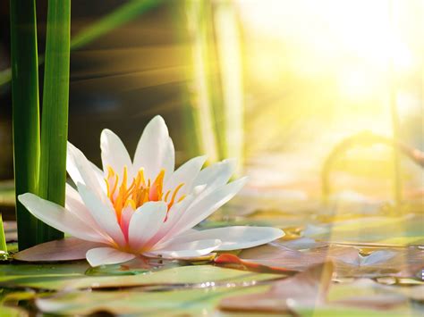 Beautiful Water Lily In The Light Desktop Background Wallpapers | Flower backgrounds, Lily ...