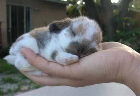 Pet Bunnies For Sale Prices | Pets Animals US