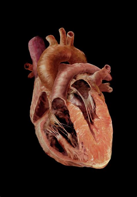 Cross Section Of Heart Photograph by Anatomical Travelogue