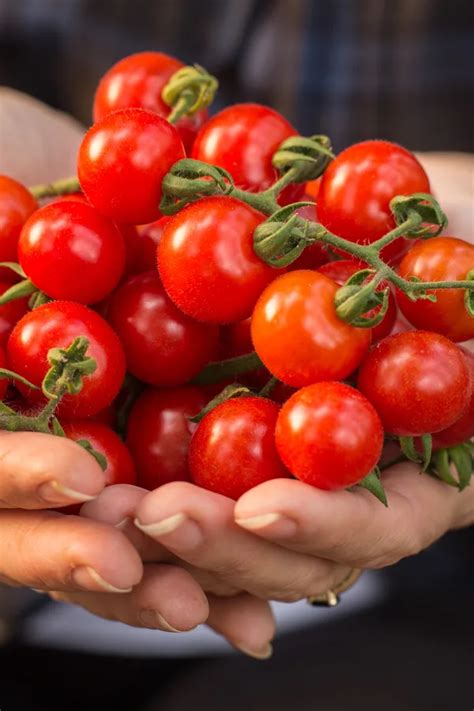 How To Use Cherry Tomatoes - 7 Ways To Use Cherry Tomatoes!