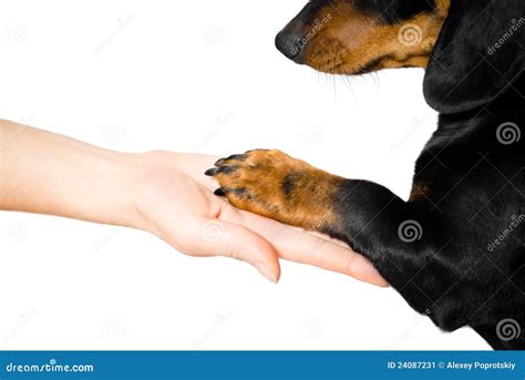 Friendship between Human and Dog Stock Image - Image of trust ...