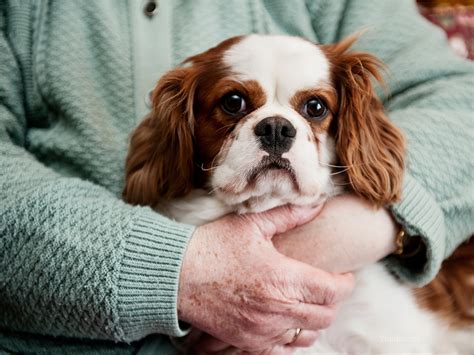 Canine Lipomas - Noncancerous Tumors