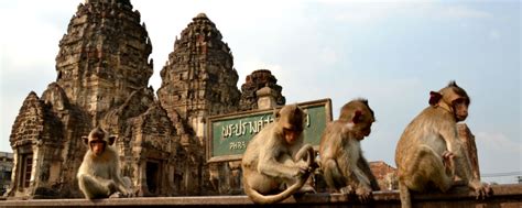 Visitng the Loburi Monkey Temple in Thailand - The Travel Blogs