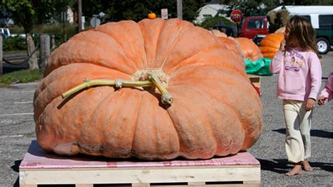 Here’s how giant pumpkins get so big