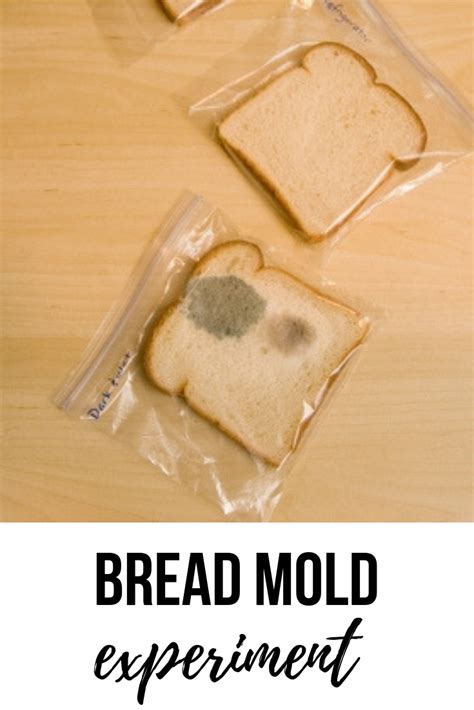 Bread Mold Experiment | Life science projects, Science fair experiments, Bread mold