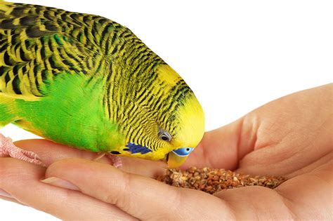 Budgie Food List | Budgie Food | Budgies | Guide | Omlet UK