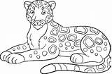 Simple Jaguar Coloring Pages  Animal coloring Sheets sketch template