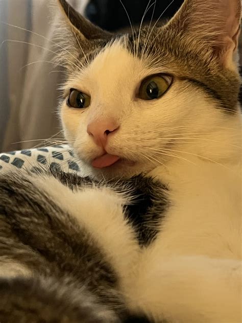 Luna’s blep : r/Blep