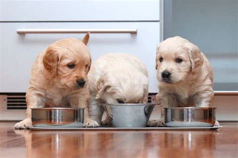 Awesome Homemade Food For a Golden Retriever Puppy