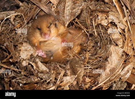 Dormouse Conservation High Resolution Stock Photography and Images - Alamy