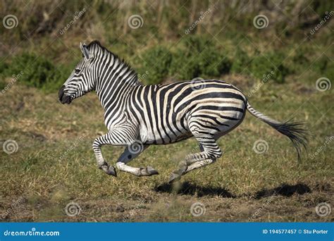 Zebra Running Scared From Lions Stock Photography | CartoonDealer.com ...